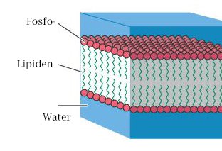 Bilayer4